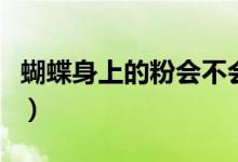 蝴蝶身上的粉会不会掉（蝴蝶身上的粉是什么）