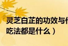 灵芝白芷的功效与作用（白灵芝的功效与作用吃法都是什么）