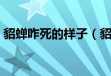 貂蝉咋死的样子（貂蝉是怎么死的（图文））