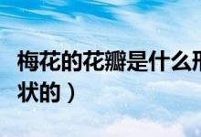 梅花的花瓣是什么形状（梅花的花瓣是什么形状的）