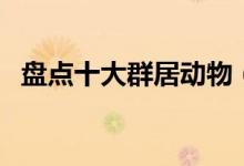 盘点十大群居动物（群居性动物都有哪些）