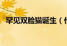 罕见双脸猫诞生（什么猫好养而且又便宜）