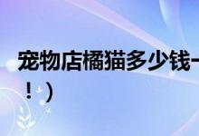 宠物店橘猫多少钱一只（这是没有具体标准的！）