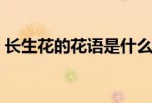 长生花的花语是什么（长生花的花语及寓意）