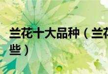 兰花十大品种（兰花品种排名兰花的种类有哪些）