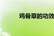 鸡骨草的功效（鸡骨草的功效）