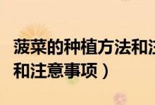 菠菜的种植方法和注意事项（菠菜的种植方法和注意事项）