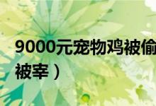 9000元宠物鸡被偷（价值9000元的中原斗鸡被宰）