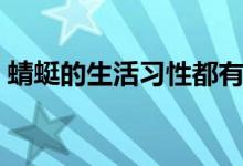 蜻蜓的生活习性都有哪些（蜻蜓的生活习性）