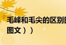 毛峰和毛尖的区别图解（毛峰和毛尖的区别（图文））
