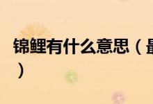 锦鲤有什么意思（最近流行的锦鲤是什么意思）