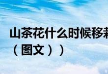 山茶花什么时候移栽最好（山茶花什么时候开（图文））