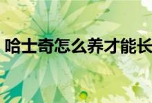 哈士奇怎么养才能长得高大（哈士奇怎么养）