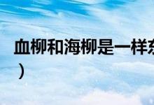 血柳和海柳是一样东西吗（血柳和海柳的区别）