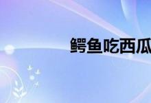 鳄鱼吃西瓜（鳄鱼吃人吗）