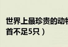 世界上最珍贵的动物（十种最为稀有的动物榜首不足5只）
