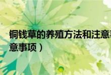 铜钱草的养殖方法和注意事项大全（铜钱草的养殖方法和注意事项）