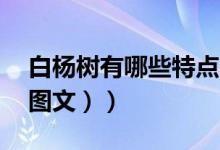 白杨树有哪些特点?（白杨树的特点有哪些（图文））