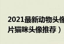 2021最新动物头像（精选可爱动物图片狗图片猫咪头像推荐）