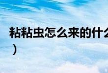 粘粘虫怎么来的什么危害（黏黏虫有什么危害）