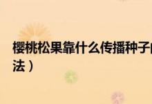 樱桃松果靠什么传播种子的（樱桃松果靠什么传播种子的方法）