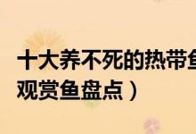 十大养不死的热带鱼排名（十大养不死的热带观赏鱼盘点）