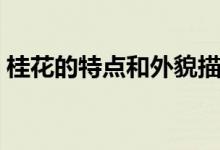 桂花的特点和外貌描写（桂花的特点有哪些）