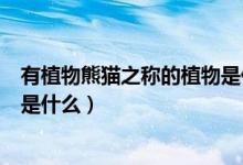 有植物熊猫之称的植物是什么（植物熊猫之称的植物是指的是什么）