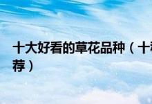 十大好看的草花品种（十种最美的草花好看又好养的草花推荐）