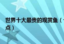 世界十大最贵的观赏鱼（十大观赏鱼价格排行最贵观赏鱼盘点）