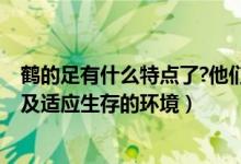 鹤的足有什么特点了?他们适应的什么环境生活?（鹤的特点及适应生存的环境）