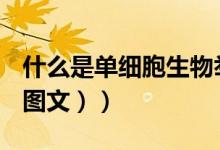 什么是单细胞生物举例（什么是单细胞生物（图文））