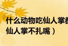 什么动物吃仙人掌都觉得不扎嘴（什么动物吃仙人掌不扎嘴）