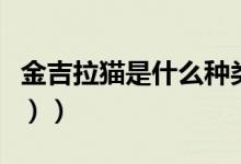 金吉拉猫是什么种类（金吉拉猫是什么（图文））