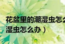 花盆里的潮湿虫怎么消灭掉（花盆里长满了潮湿虫怎么办）