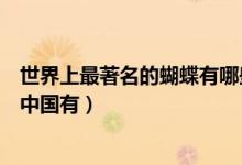 世界上最著名的蝴蝶有哪些（十大最为著名的蝴蝶榜首只在中国有）