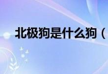 北极狗是什么狗（极地犬种类都有什么）