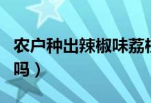 农户种出辣椒味荔枝（目前市场上开始售卖了吗）