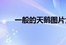一般的天鹅图片大全 有半导体ETF吗