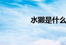 水獭是什么（水獭是什么）