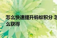 怎么快速提升蚂蚁积分 怎么提高蚂蚁积分 蚂蚁等级积分怎么获得