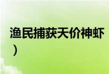 渔民捕获天价神虾（中华锦绣龙虾多少钱一斤）