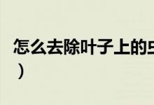 怎么去除叶子上的虫（怎么去除叶子上的蚜虫）