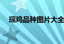 瑶鸡品种图片大全（红瑶鸡是什么品种）