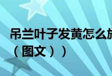 吊兰叶子发黄怎么施肥（吊兰叶子发黄怎么办（图文））