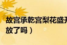 故宫承乾宫梨花盛开（北京故宫博物院对外开放了吗）