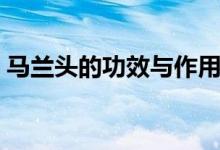 马兰头的功效与作用（马兰头的功效与作用）