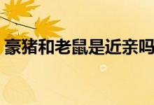 豪猪和老鼠是近亲吗（豪猪和老鼠是同类吗）