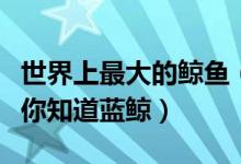 世界上最大的鲸鱼（十种体型最大的鲸鱼我猜你知道蓝鲸）