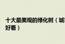 十大最美观的绿化树（城市绿化最漂亮的树种什么绿化树最好看）